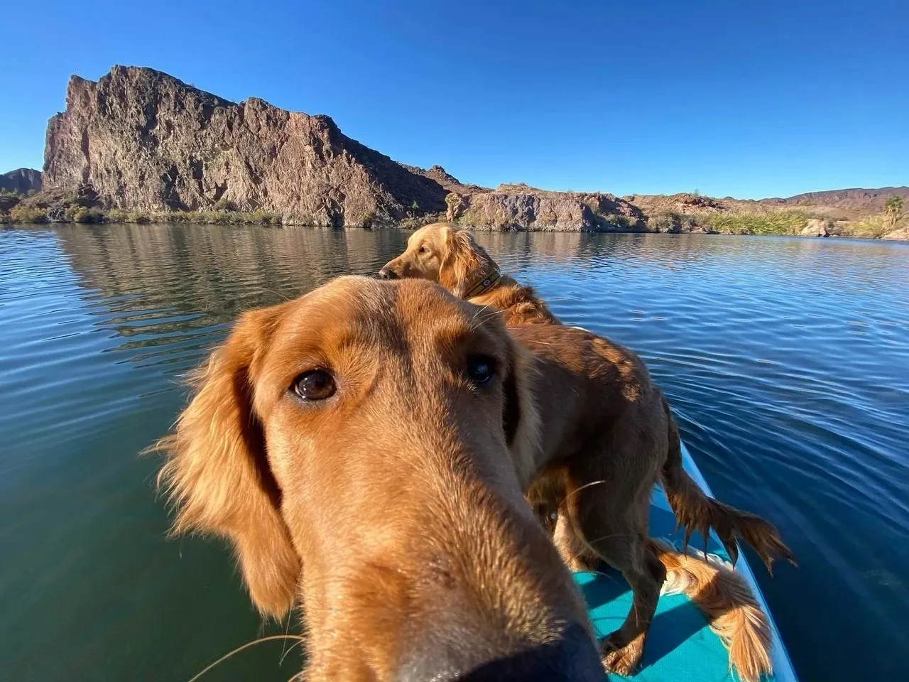 Paddleboarding with Dogs