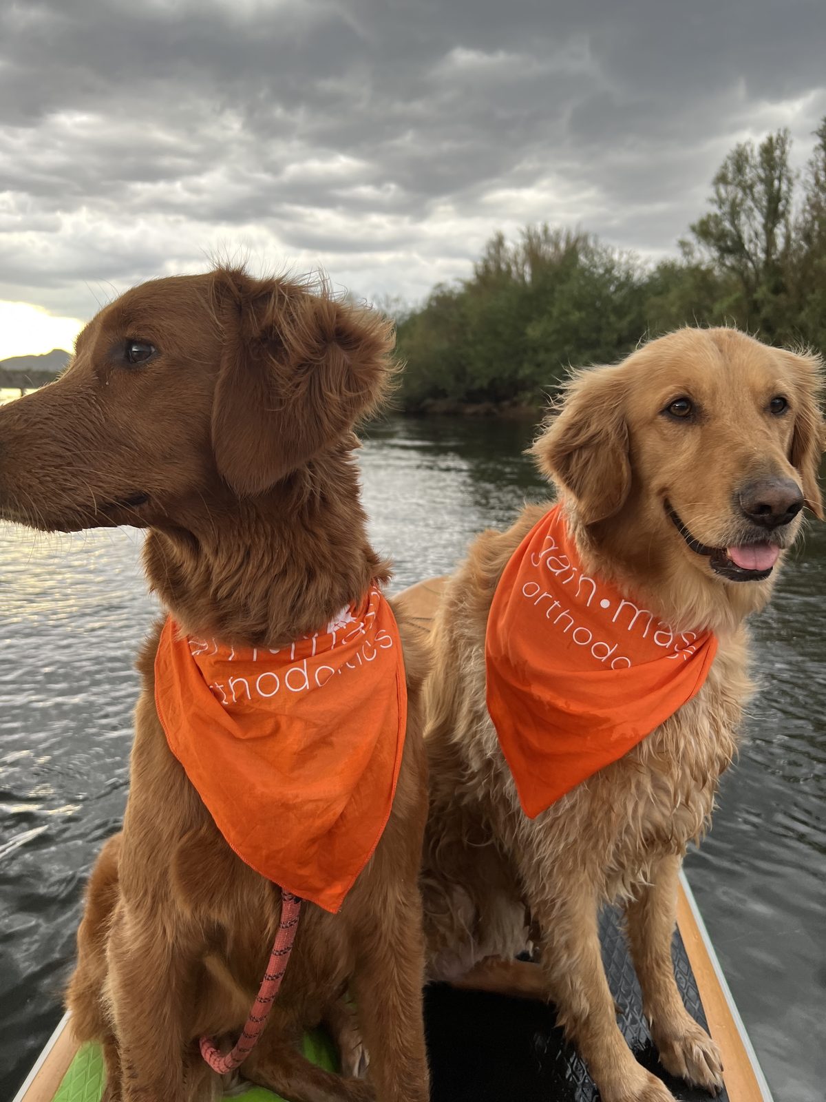 Two golden retrievers in matching branded bandanas on a paddleboard